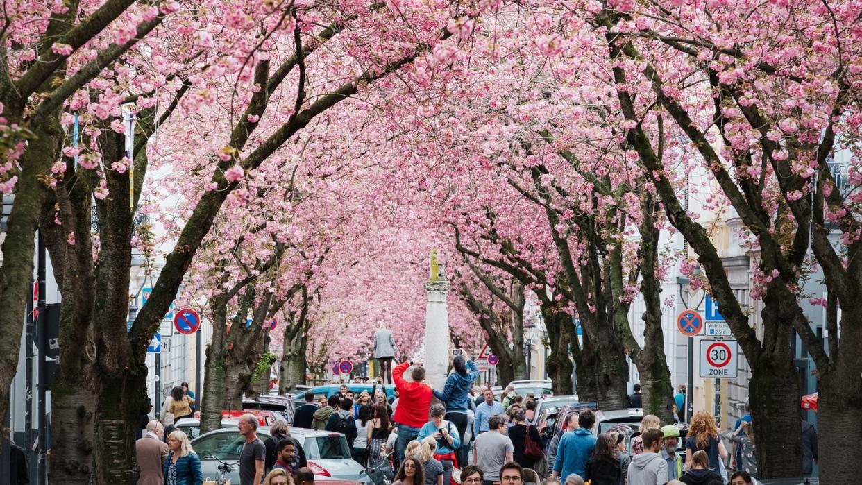 Auf der Heerstraße in Bonn blühen die Kirschbäume. Foto (2018): Kevin Kurek