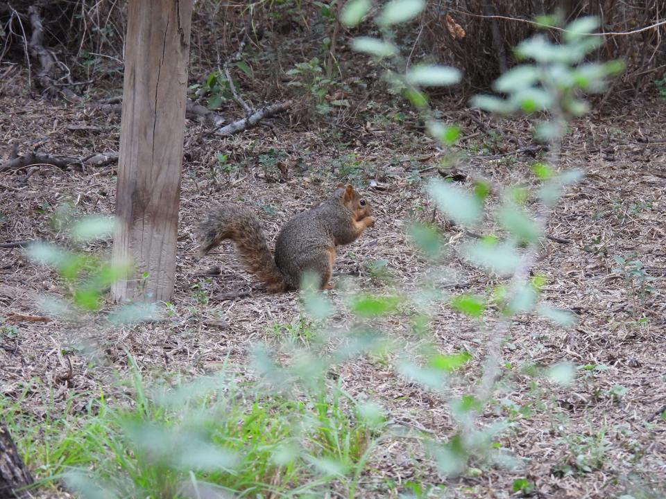 Fox squirrels