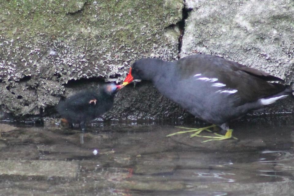 water hen & chick