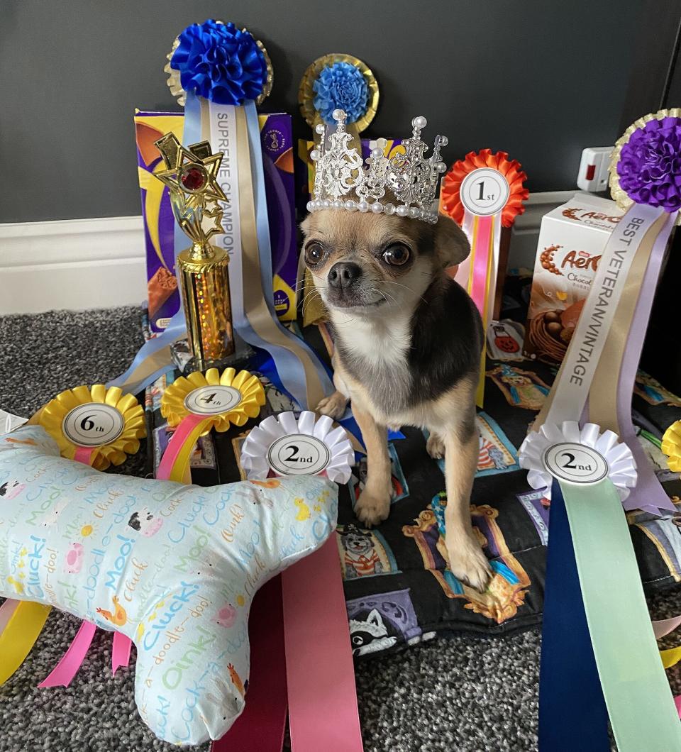 Lindy the Glam Chihuahua