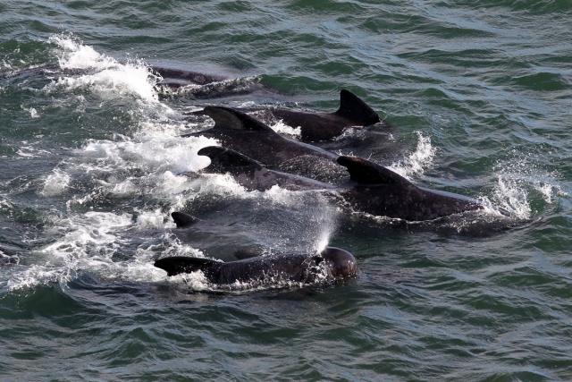 Pod of more than 50 pilot whales dies after mass stranding on Scottish  beach