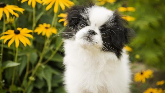 Teacup dogs originated in the US, developed in Japan and South Korea, and  now has been further improved…