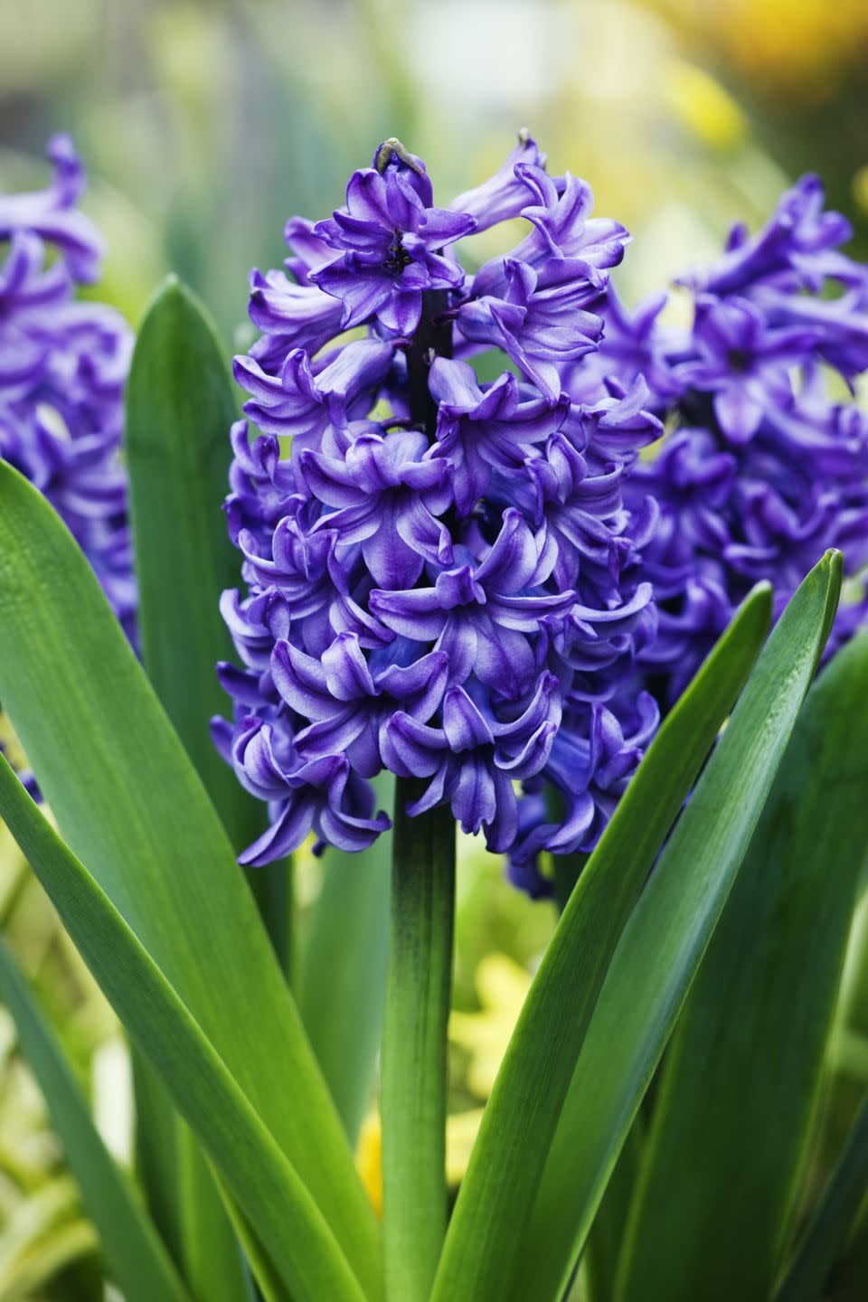 Purple Hyacinth