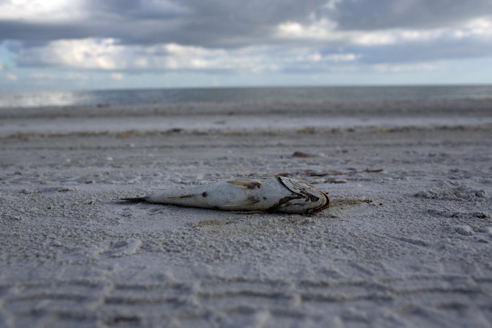 A dead fish where red tide has been common in the area this year at Sanibel Island, Fla., Oct. 15, 2018. (Photo: Saul Martinez for Yahoo News)