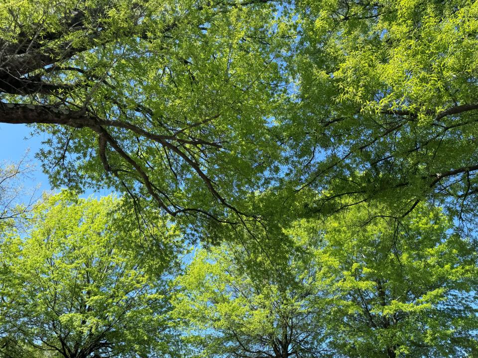 Canopy shared between several trees covers S. Church St. in Greenville.