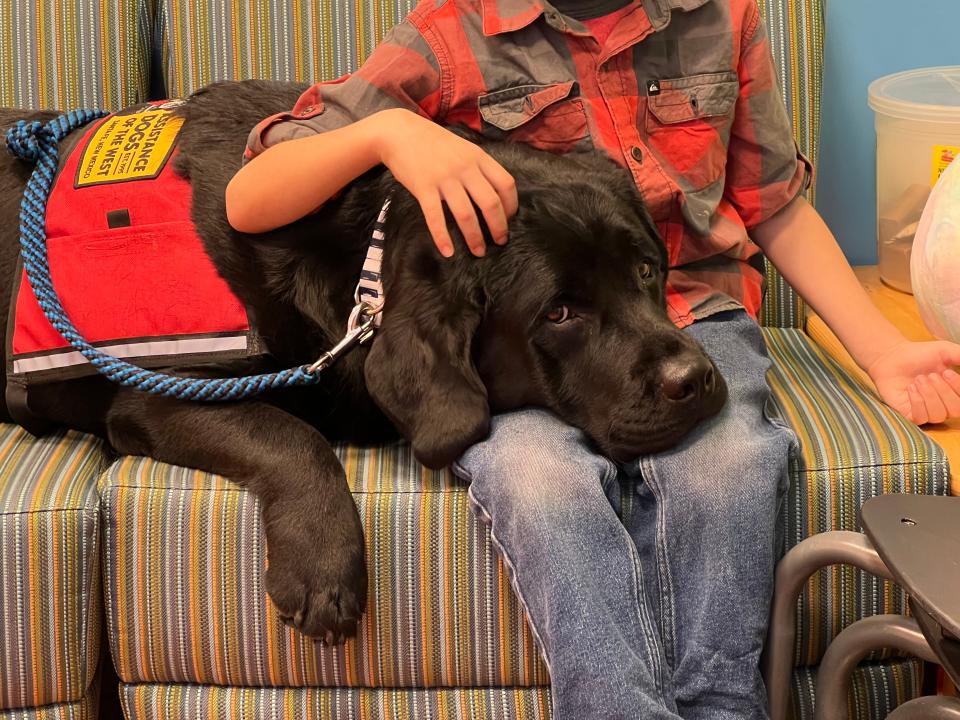 Professionally trained service dogs are permitted to accompany their handler inside restaurants, according to state law, but the leader of the New Mexico Restaurant Association says some diners try to bring other animals inside those establishments.