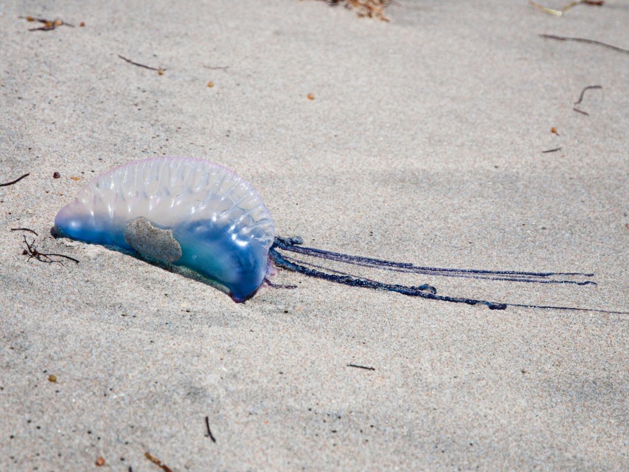 Looking like they would blend in among the neon lights of the clubs in Newquay, numerous Portuguese man-of-war have been washing up on Cornish beaches: Getty