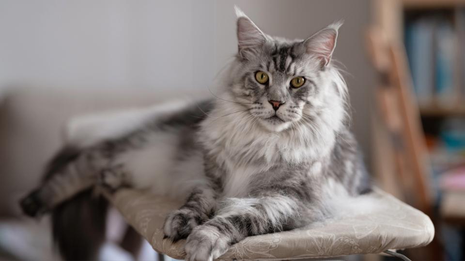 Maine Coon cat