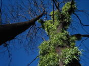 This January 2008 photo provided by Sebastian Pfautsch shows new shoots emerging from the bark of a eucalyptus tree following a wildfire near Mansfield, Victoria, Australia. Many of Australia’s forests are adapted to fire, but more frequent blazes due to climate change can slow or halt their recovery. (Sebastian Pfautsch via AP)