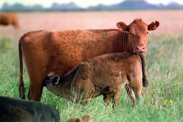 VACAS,INVERNADA INTENSIVA EN LA CUENCA DEL SALADO . COMO SE REACTIVO UN CAMPO DE CRIA .-29/11/9