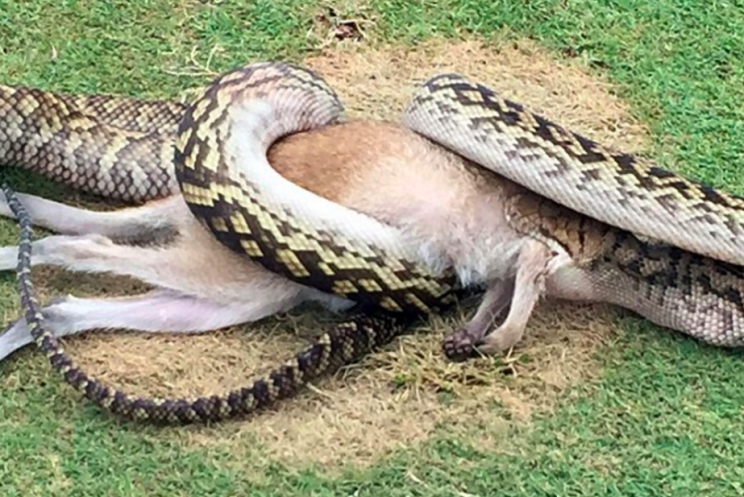 Whole in one: The python devoured the entire wallaby (AFP/Getty)