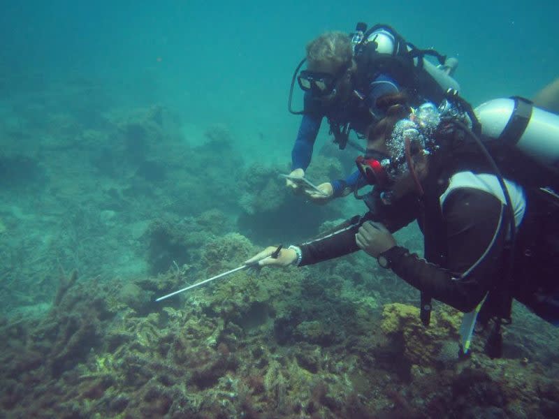 Reef Check Malaysia volunteers survey the coral reefs in Pulau Perhentian. ― Picture via Instagram/Reef Check Malaysia