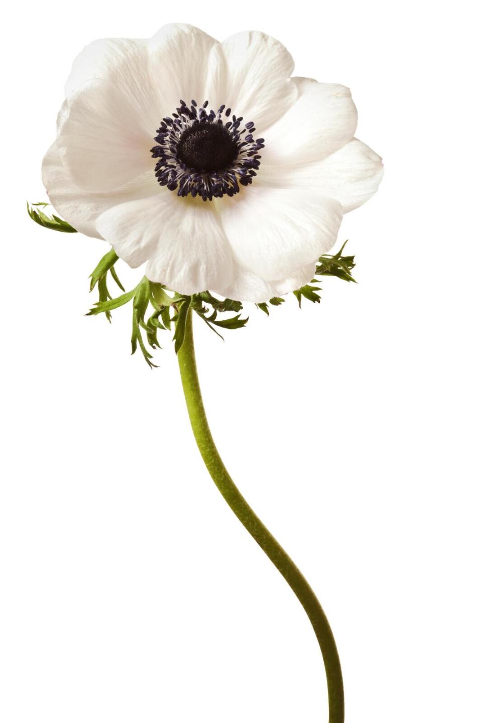 Anemone Flower Care Tips
