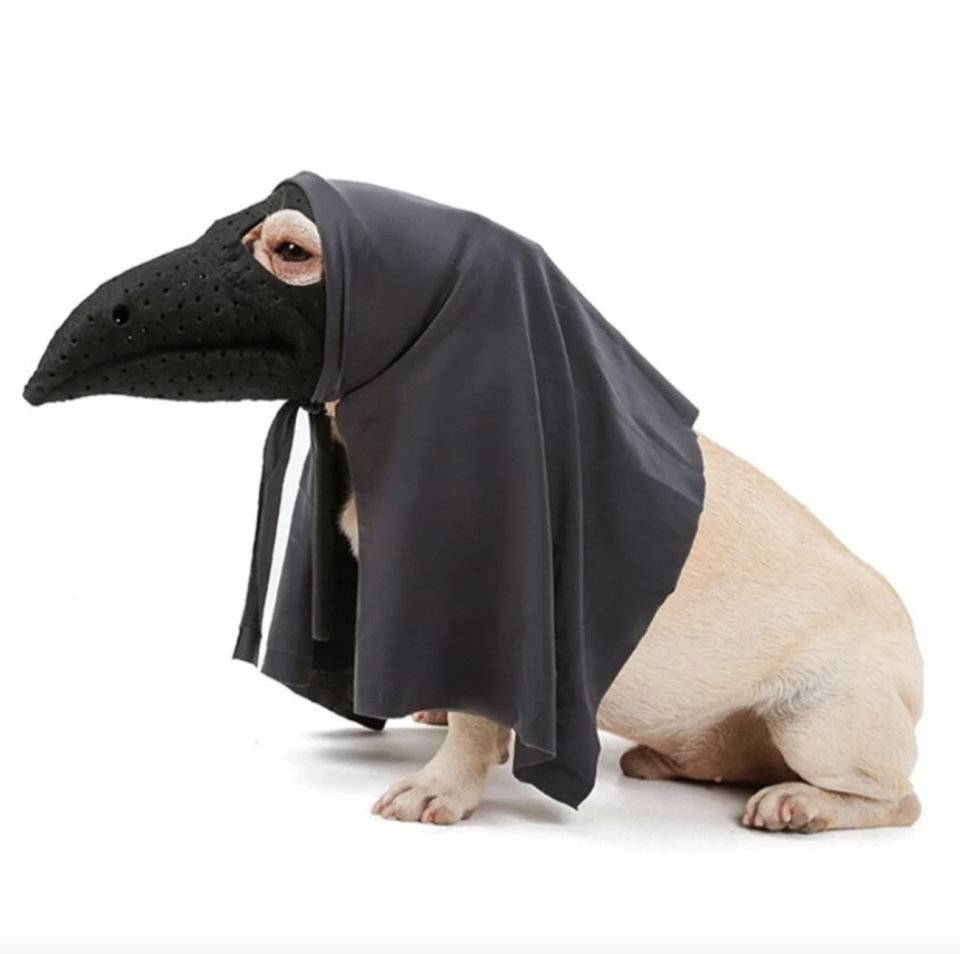 white dog wearing black Plague Doctor halloween costume