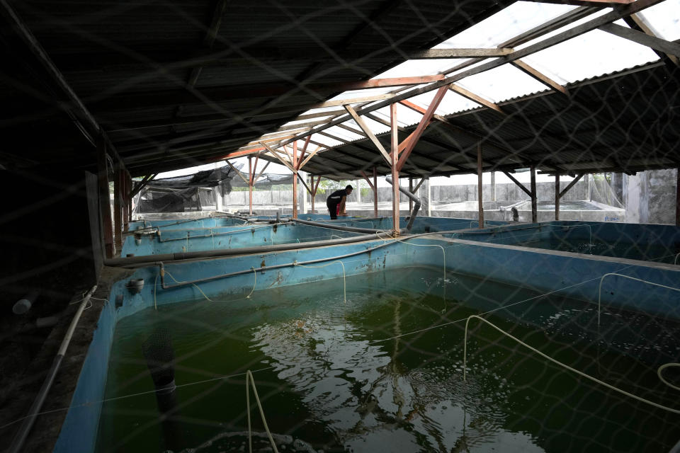 A worker sorts fish at a breeding facility in Buleleng, Bali, Indonesia, Wednesday, April 13, 2022. Captive bred fish cost more, and experts in the fish industry recognize that it will take time to convince consumers should pay more for them. (AP Photo/Tatan Syuflana)