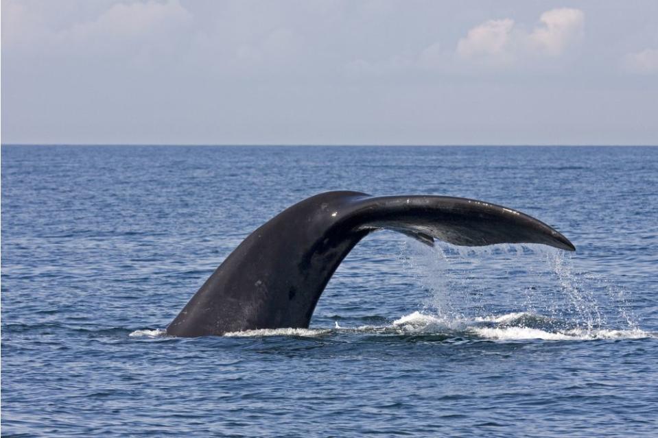 North Atlantic Right Whales exist mainly from Canada to New England but migrate as far south as Florida.