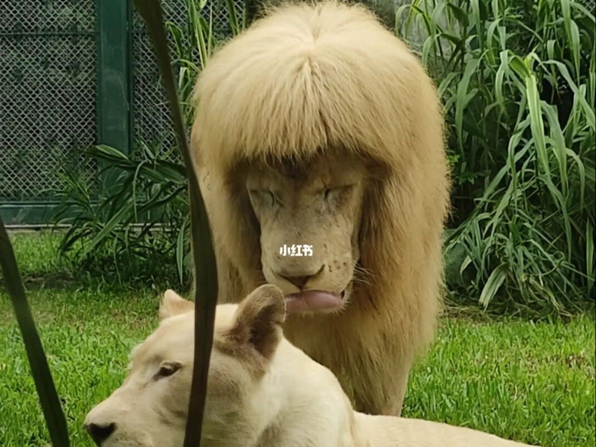 Images of the lion’s mullet-style fringe went viral on social media on Sunday ( Xiaohongshu)