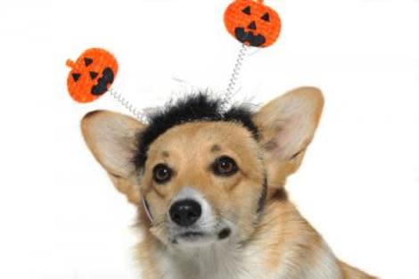 Halloween can be a dangerous time for your pet! 