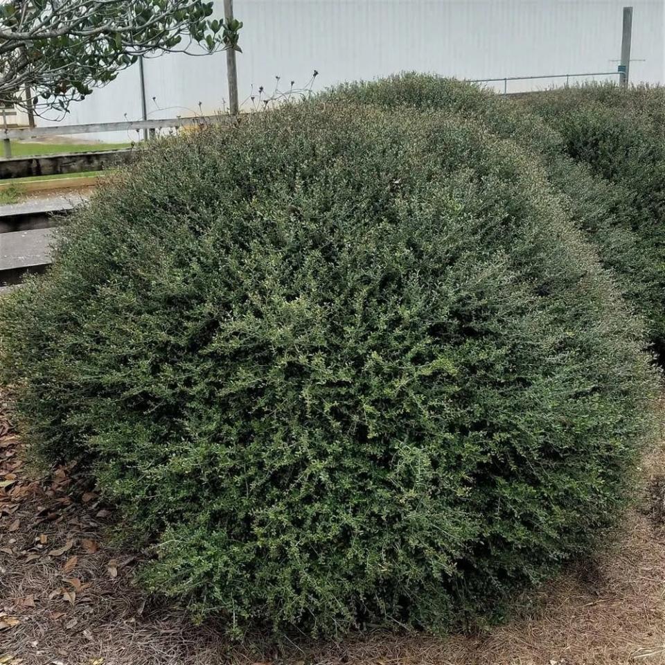 Bordeaux Yaupon Holly growing in outdoor area. 