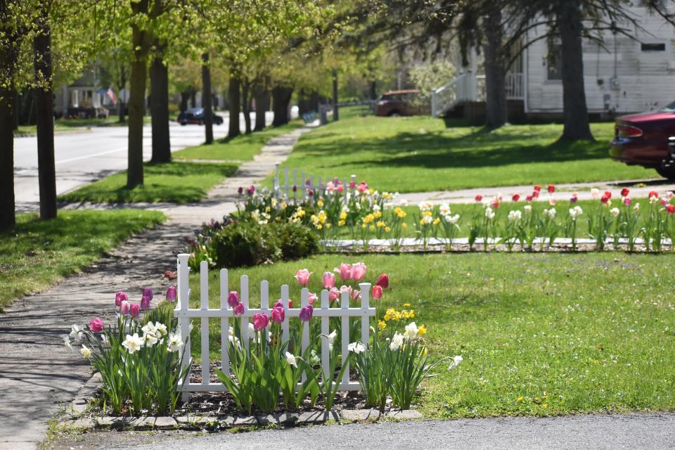 Small, white picket fences can be seen at the corners of the front yard of Katie Rasmussen and Stephen Mitchell's residence at 443 N. McKenzie St. in Adrian. Tulips, daffodils and hyacinths are among the flowers.