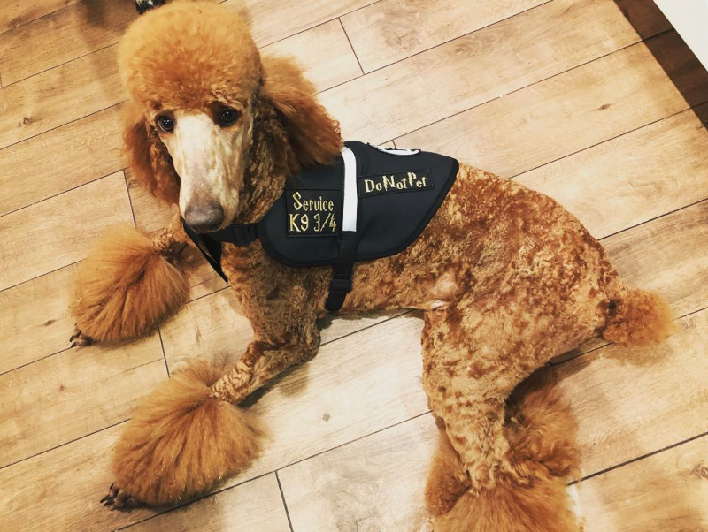 Service poodle wearing vest that says 'Do not pat'. 