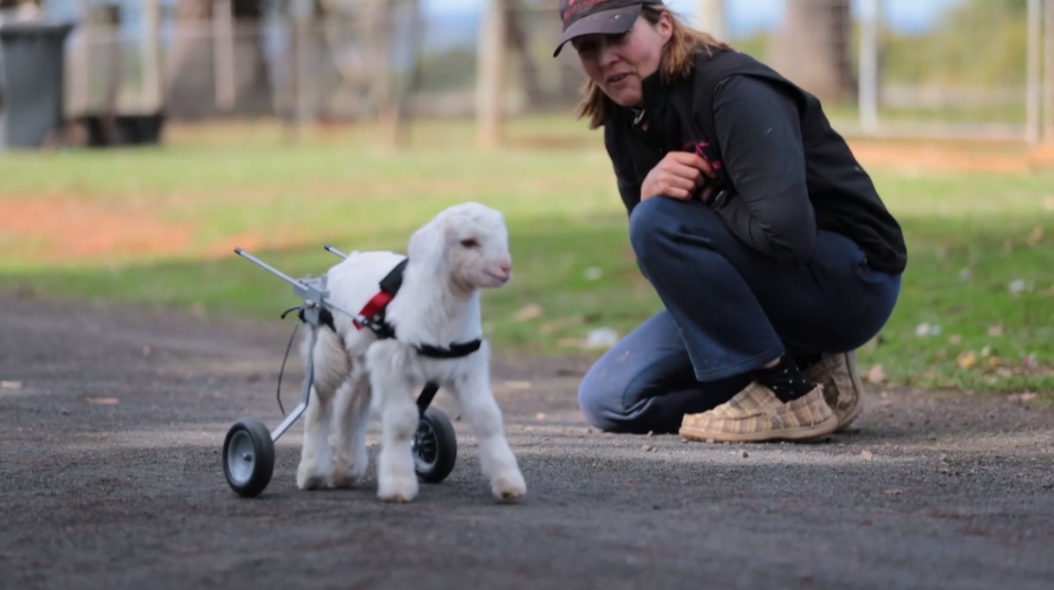 Frosty the goat learns to walk