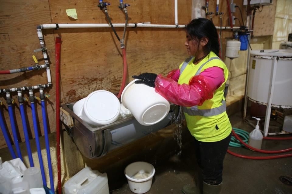 A worker sanitizes feed buckets for calves at Boadwine Farms.