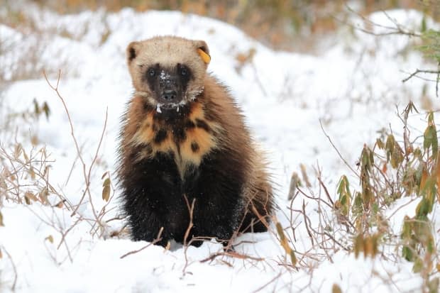 More intense, frequent wildfires driven by climate change could have serious implications for the wildlife of northern Ontario's boreal forest, including the wolverine, a threatened species in the province, says wildlife researcher Matt Scrafford. (Liam Cowan/WCS Canada - image credit)