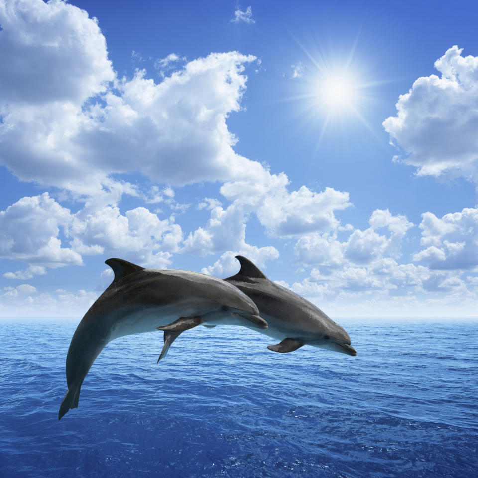 Two jumping dolphins, blue sea and sky, white clouds, bright sun.