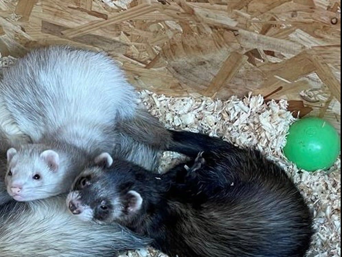 The two ferrets were stolen from the family’s shed in Hurst Green, Surrey  (Surrey Police )