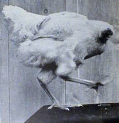 <span class="caption">Miracle Mike – the headless chicken.</span> <span class="attribution"><a class="link " href="https://upload.wikimedia.org/wikipedia/en/4/46/MikeTheHeadlessChicken.jpg" rel="nofollow noopener" target="_blank" data-ylk="slk:Wikipedia.;elm:context_link;itc:0;sec:content-canvas">Wikipedia.</a></span>