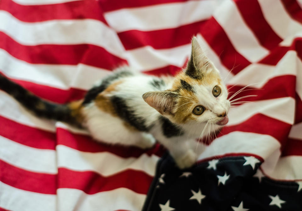 a white brown and black spotted kitten sits on the american flag while meowing and looking up.