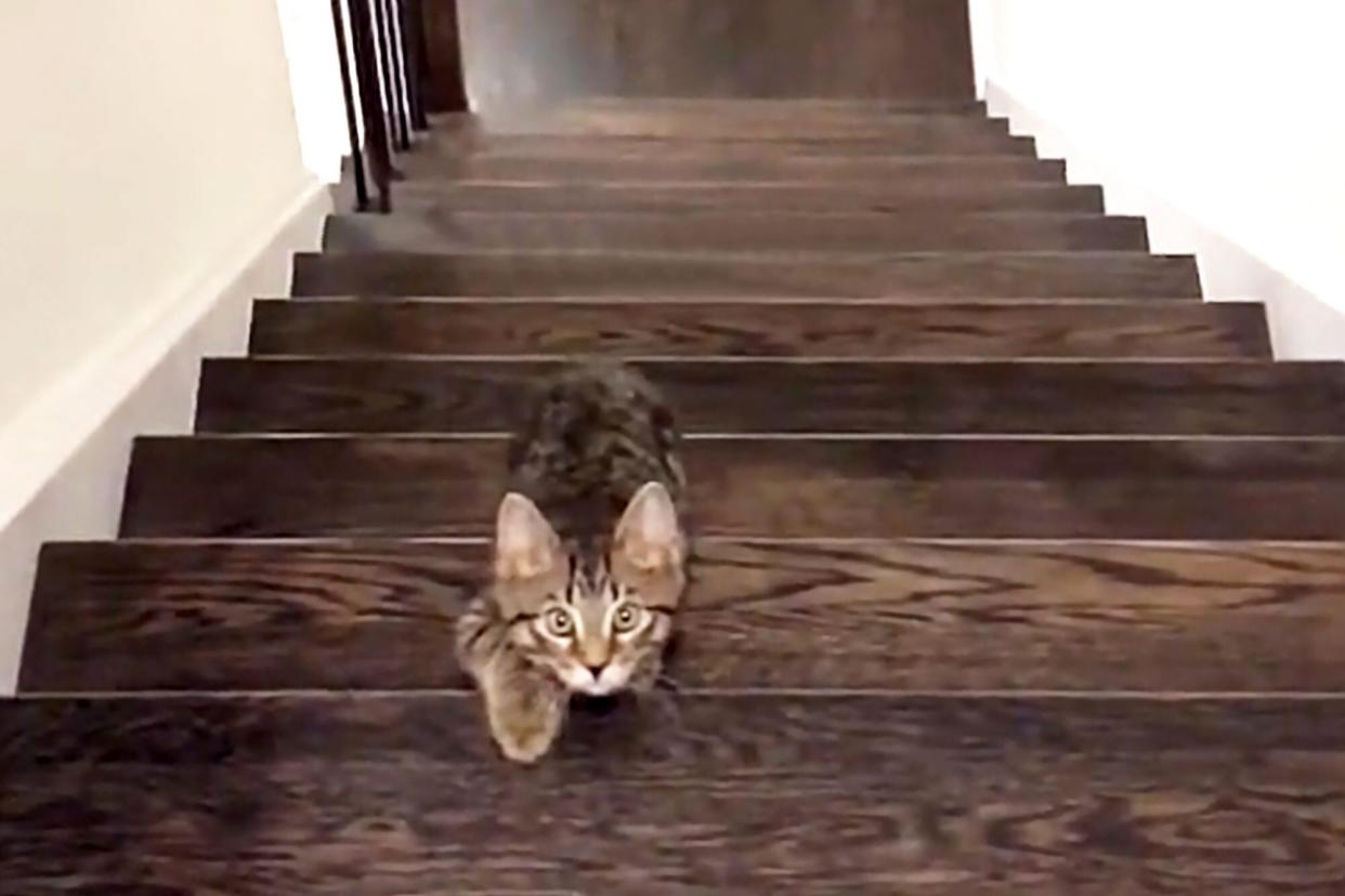 a cat is walking up the stairs playing red light/ green light with the owner