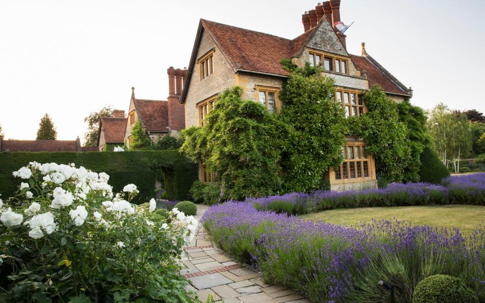 how to guide to grow lavender uk garden 2022 plany flower scent - Getty