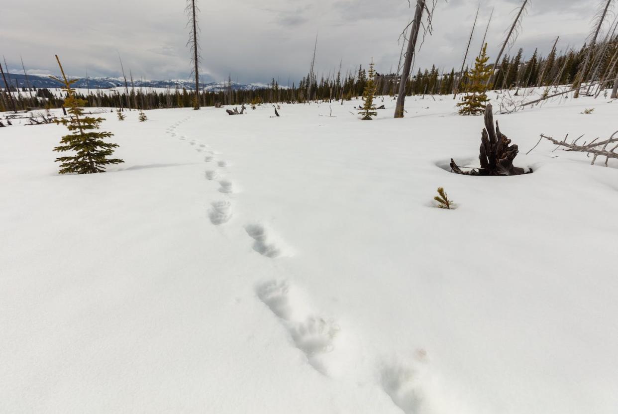 Fresh grizzly bear tracks in Yellowstone National Park. <a href="https://flic.kr/p/2g4woix" rel="nofollow noopener" target="_blank" data-ylk="slk:Jacob W. Frank, NPS/Flickr;elm:context_link;itc:0;sec:content-canvas" class="link ">Jacob W. Frank, NPS/Flickr</a>