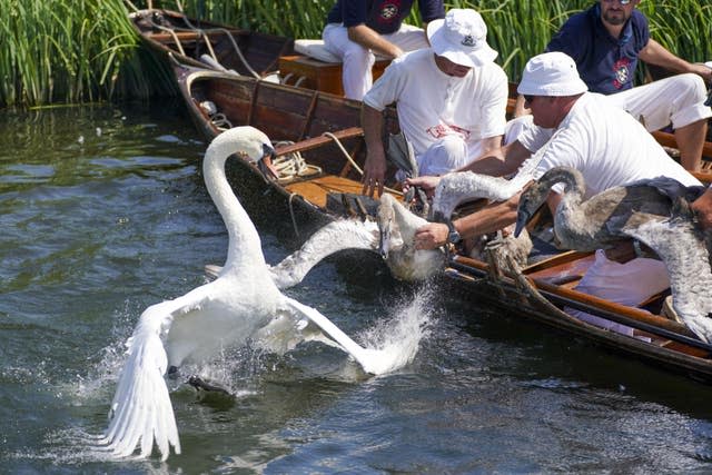 Swan Upping