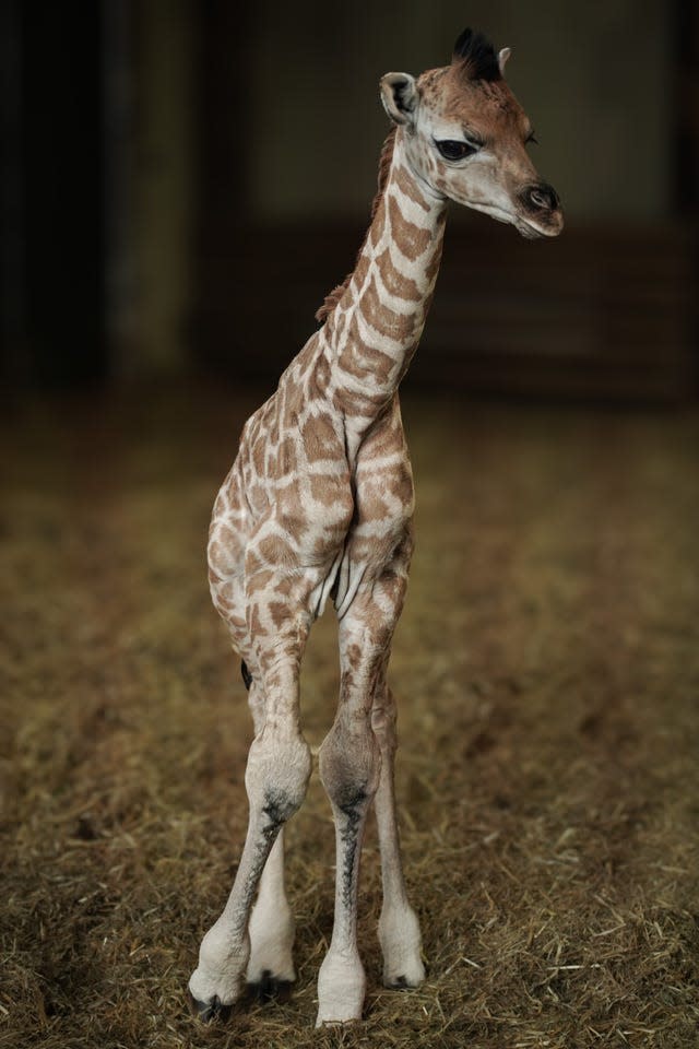 The giraffe calf