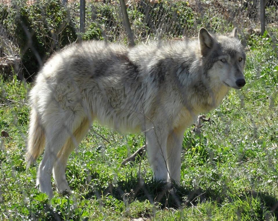 Wolfdogs have similar traits to dogs, but also have stronger survival instincts (Wikimedia commons)