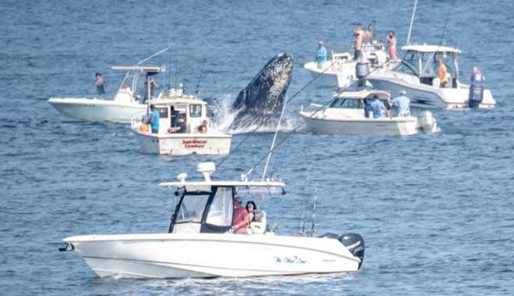 A whale hits a fishing boat off Plymouth on Sunday, July 24, 2022.
