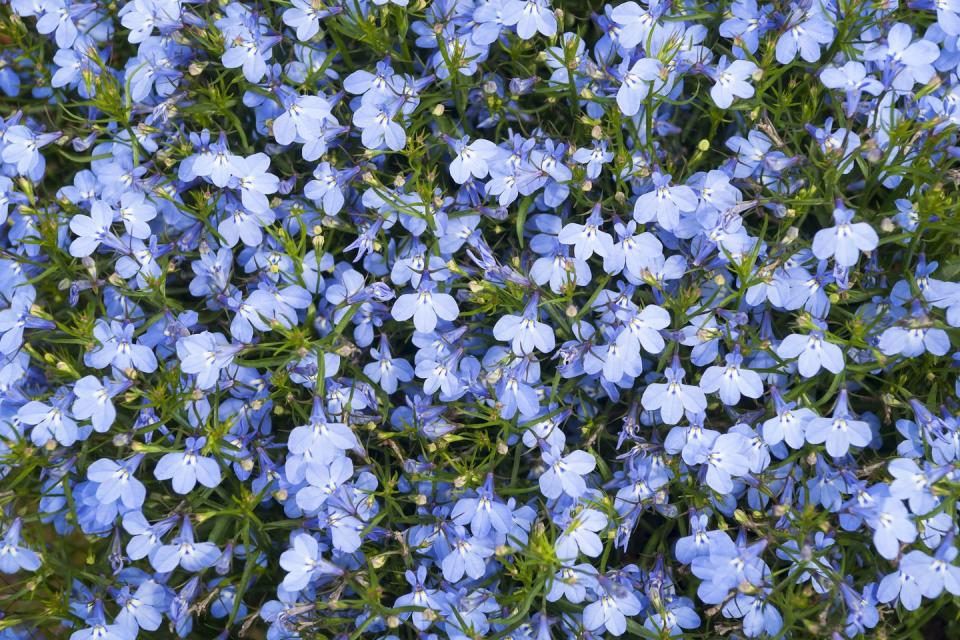 patio plants, close up of blue lobelia plants