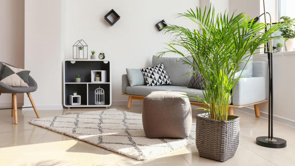 Decorative Areca palm in interior of room - Image.