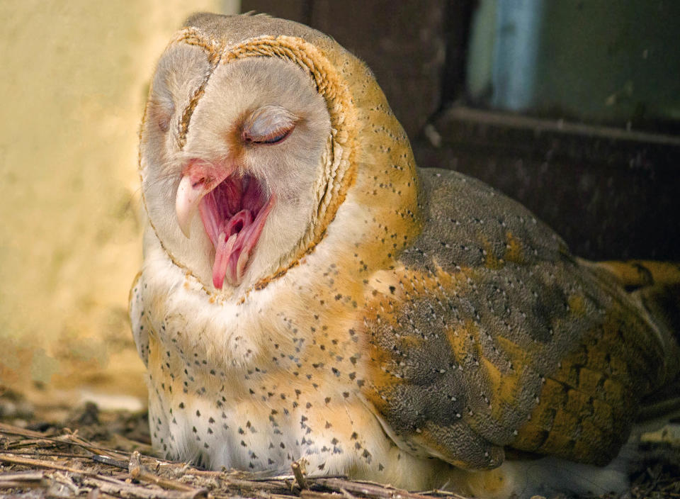 A tiny, light-feathered barn owl with a perfectly heart-shaped face yawns. (Photo: Ck Patnaik/Caters News)