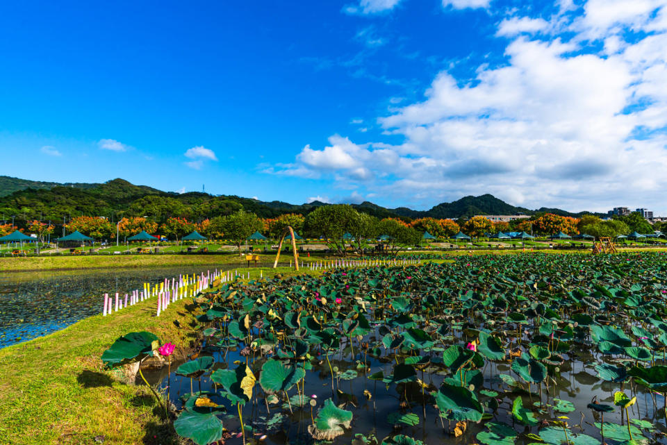 山佳荷花池11月荷花仍然盛開。   圖：新北市水利局提供