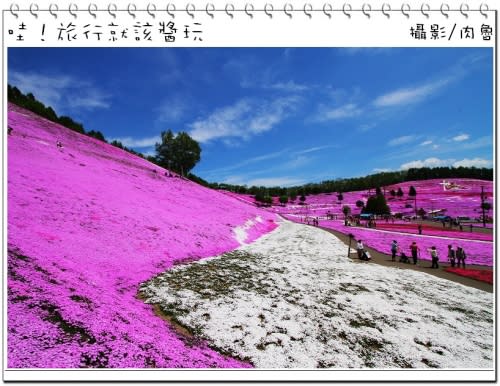 東藻琴芝櫻公園怒放超級滿開 撲天蓋地席捲而來的粉紅浪漫櫻花雪 一生一定要來朝聖一次的日本秘境