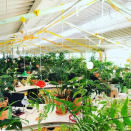 <p>Más de 1.000 plantas rodean los escritorios de Second Home Lisboa, uno de los principales espacios de coworking de la capital portuguesa. Se encuentra ubicado en la última planta del Mercado da Ribeira y fue diseñado por el estudio español SelgasCano, formado por los arquitectos José Selgas y Lucía Cano. (Foto: Second Home Lisboa). </p>