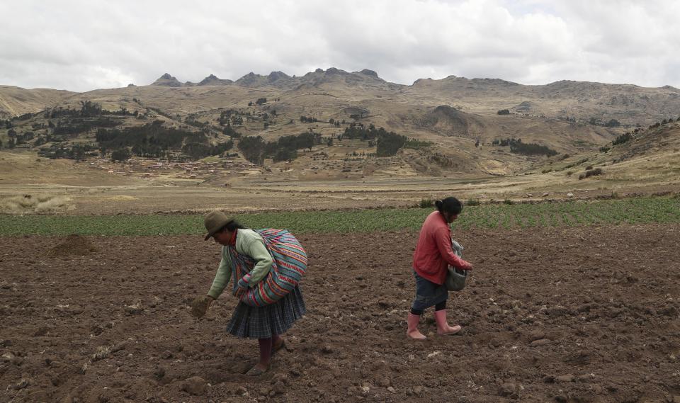 Women sow potatoes in a field in Pisac, in southern rural Peru, Friday, Oct. 30, 2020. Small farmers in Peru provide a majority of the food that ends up on the South American nation's dinner tables. But a severe economic contraction has left many peasants bankrupt and uncertain about whether they will be able to keep growing crops. (AP Photo/Martin Mejia)