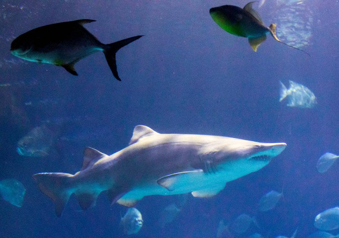 A variety of native marine life are on display at the North Carolina Aquarium at Fort Fisher. Travis Long/tlong@newsobserver.com