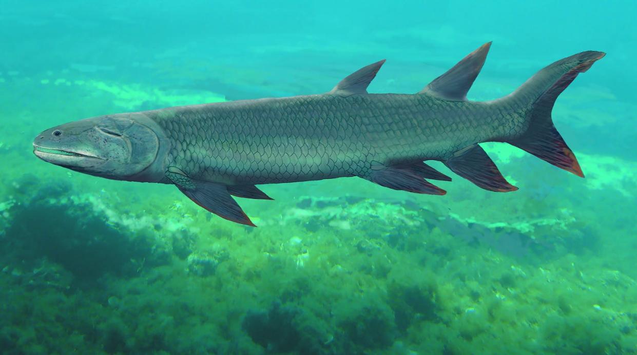 Harajicadectes cruises through the ancient rivers of central Australia ~385 million years ago. Brian Choo