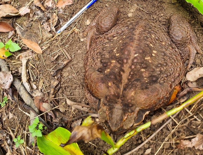 Note: the pen for scale, and impeccable camouflage. 