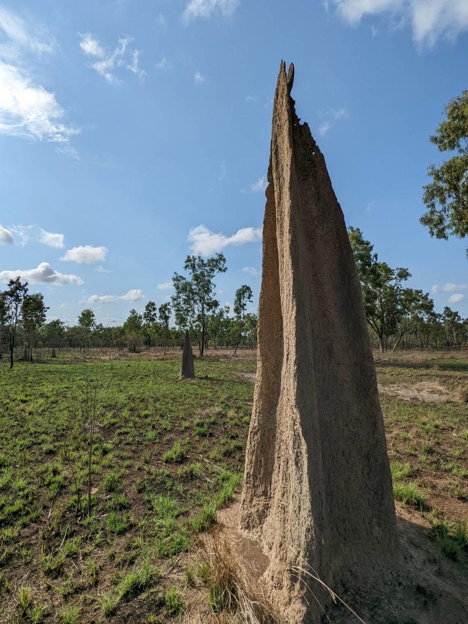  ‘Magnetic termite mounds (Amitermes meridionalis) near Lakefield, Queensland, Australia